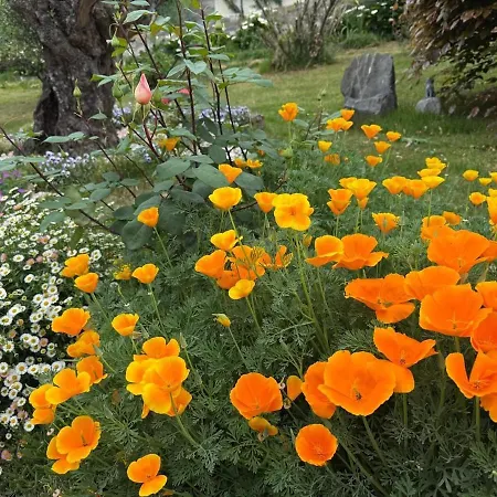 Dom wakacyjny Casa Fiorita, Luino, Il Tempo Rallenta Tra E Fiori Luino