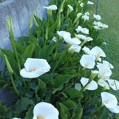 Casa Fiorita, Luino, Il Tempo Rallenta Tra E Fiori * Luino