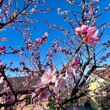 Dom wakacyjny Casa Fiorita, Luino, Il Tempo Rallenta Tra E Fiori Luino