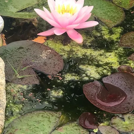 Dom wakacyjny Casa Fiorita, Luino, Il Tempo Rallenta Tra E Fiori *