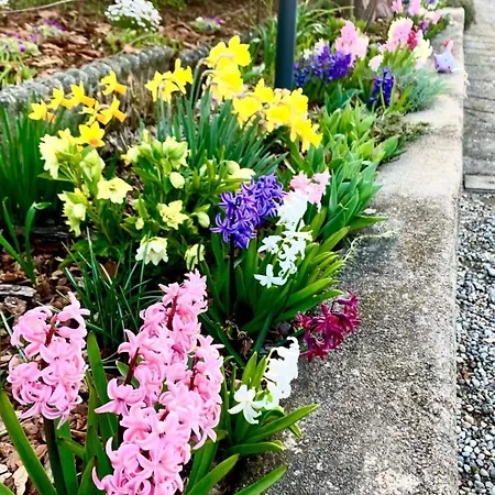 Casa Fiorita, Luino, Il Tempo Rallenta Tra E Fiori Luino