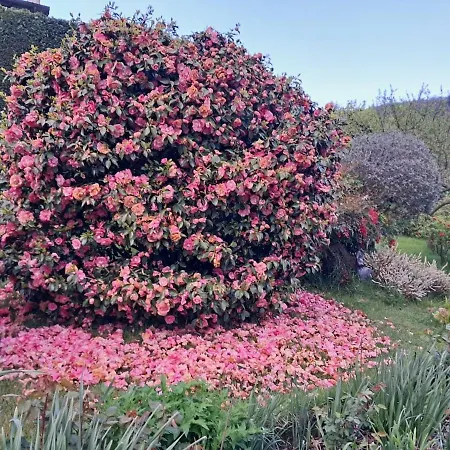 Casa Fiorita, Luino, Il Tempo Rallenta Tra E Fiori