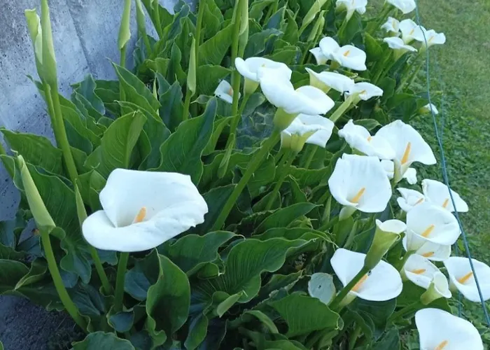 Casa Fiorita, Luino, Il Tempo Rallenta Tra E Fiori * Luino