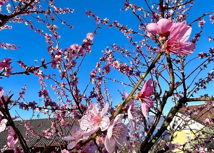 Nyaraló Casa Fiorita, Luino, Il Tempo Rallenta Tra E Fiori Luino