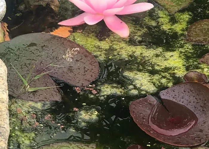 Nyaraló Casa Fiorita, Luino, Il Tempo Rallenta Tra E Fiori *